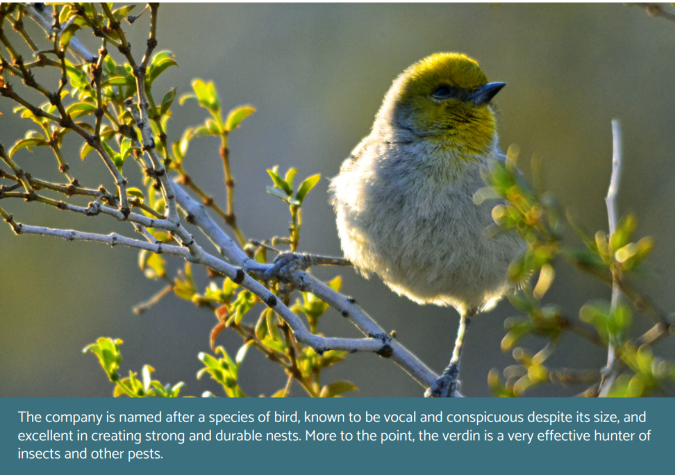 ABOUT - VERDIN BIRD