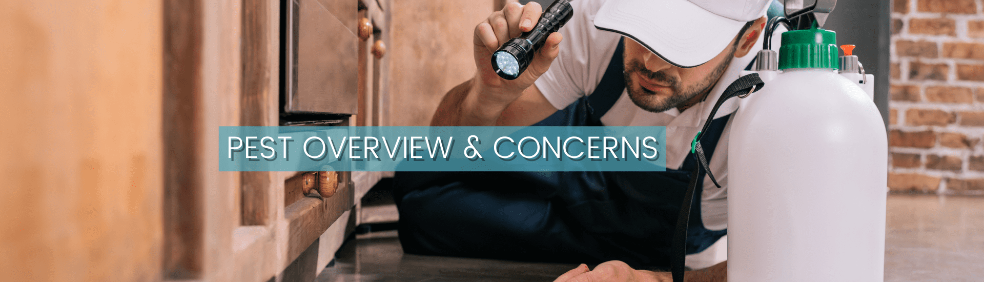 ELAINE- 34 BANNERS (16) (1)