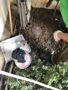 UNADJUSTEDNONRAW_thumb_1603