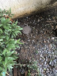 UNADJUSTEDNONRAW_thumb_1621