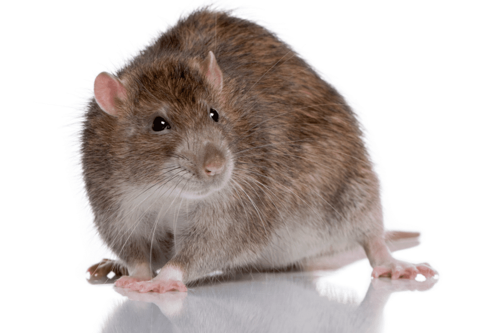 Rodents Treatment Methods (1) (1)